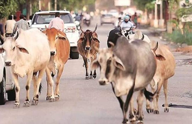 शहर से लेकर गाँव तक आवारा गौवंश का आतंक, नहीं शुरू हुआ पकड़ने का अभियान